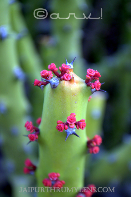 danda-thor-Euphorbiaceae-Euphorbia-Caducifolia-rajasthan-thar-desert-jaipurthrumylens