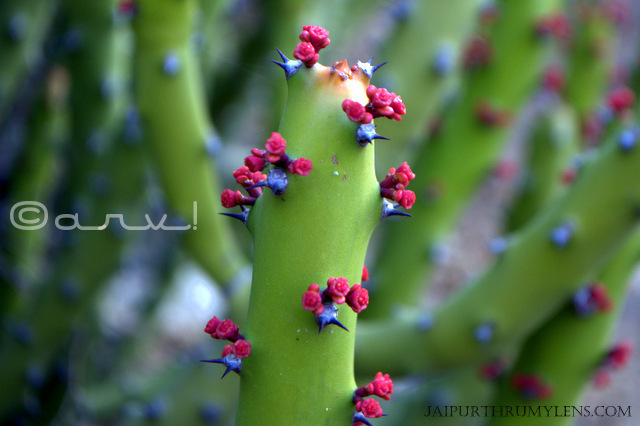 Euphorbia-Caducifolia- Euphorbiaceae-danda-thor-aravali-hills-succulent