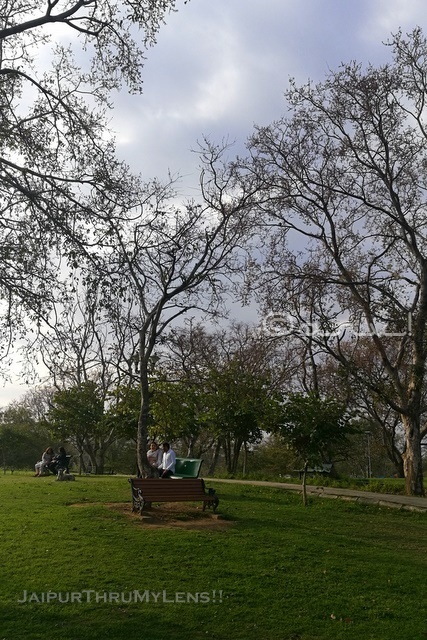 papdi-tree-benefits-hloptelea-integrifolia-jaipur-central-park