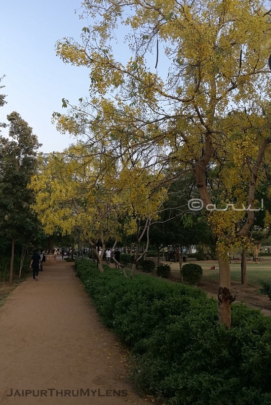 trees-jogging track-central-park-jaipur