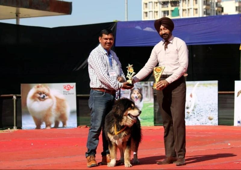 Raj Sharma dog trainer